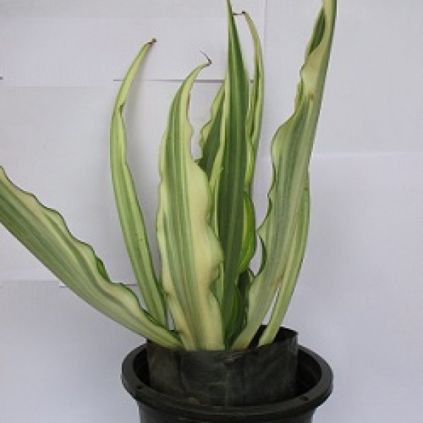 Furcaria Plant